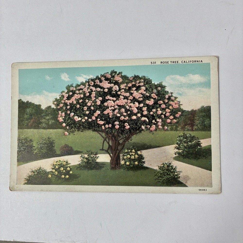 VTG Rose Tree California Linen Postcard Western Publishing Novelty Co 531